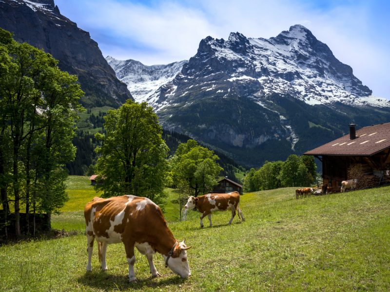 Kühe, grüne Wiese und schneebedeckte Berge